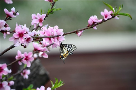 三月花神