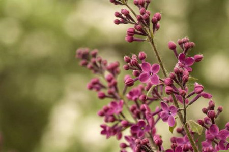 丁香花