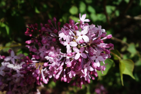 丁香花