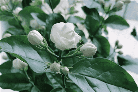 茉莉花