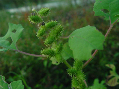 苍耳植株