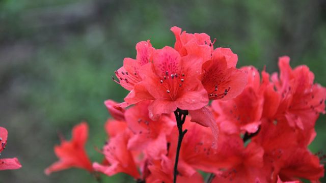 杜鹃花叶子黑了怎么办