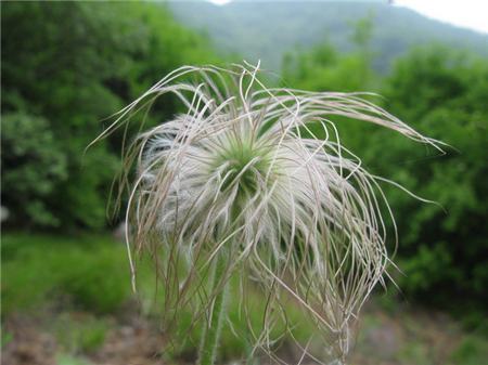 白头翁中医药价值