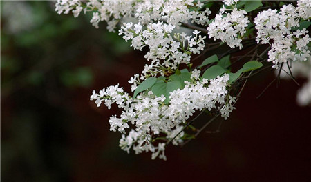 丁香花