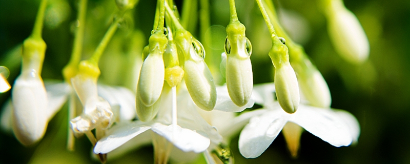 茉莉花可以用淘米水浇吗，浇花生虫怎么办