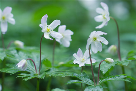 鹅掌草