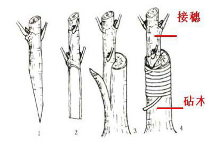 月季嫁接步骤