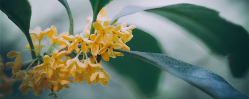 桂花苗如何移栽，什么时候移栽好