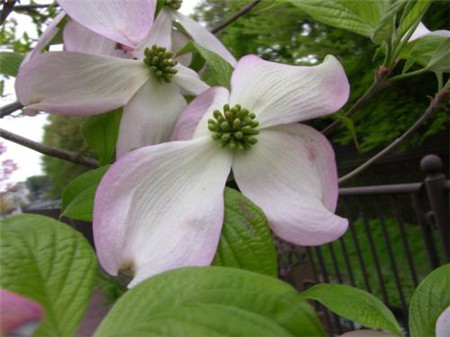 四照花植株