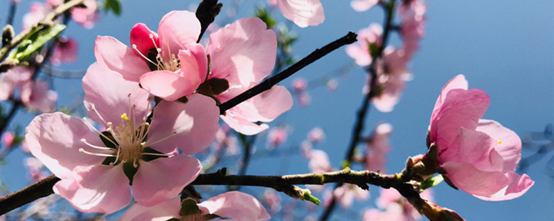 桃花是什么颜色，桃花什么季节开花