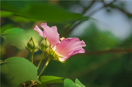 木芙蓉作用图