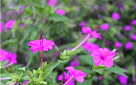 凤仙花的花语