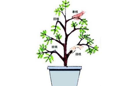 栀子花扭梢、折梢、拧枝与拿枝