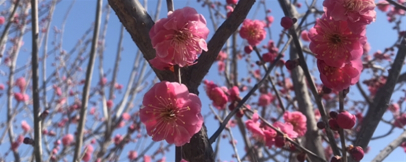 梅花什么时候开，哪种梅花能一年开两次