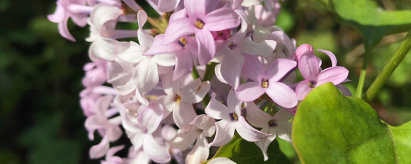 丁香花的开花时间，丁香花的花语