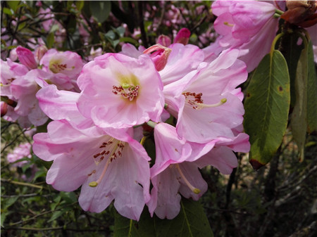 云锦杜鹃开花