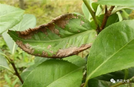 茉莉花叶片出现圆形黑褐色斑点