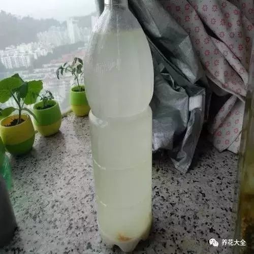 少量淘米水可直接使用，大量使用淘米水时，需先把它放在塑料瓶中，密封发酵之后再使用。