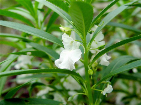 凤仙花不开花的原因