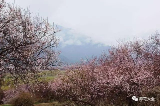 桃花岛