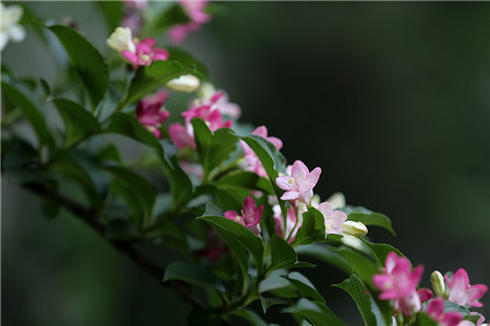 海仙花药用价值