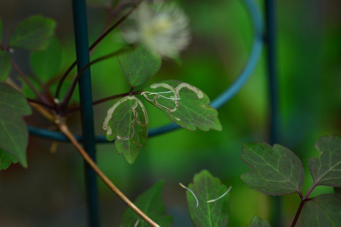 铁线莲的虫害：潜叶蝇