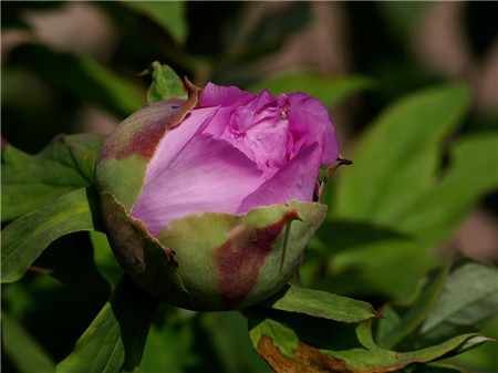 牡丹花常见病害三：菌核病