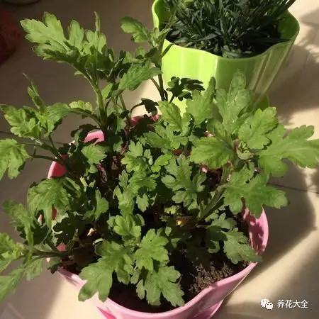 菊花养护要点