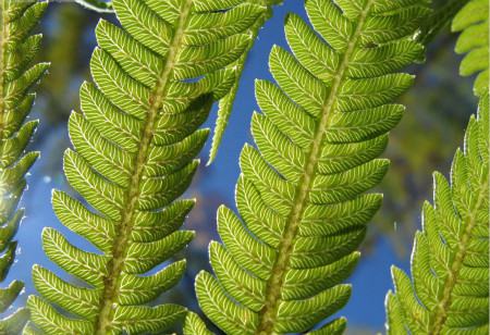 解决蕨类植物黄叶烂根的方法