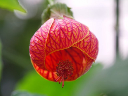 金铃花的花朵