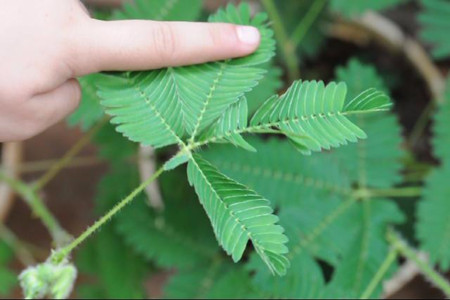 尽量不要用手触碰含羞草