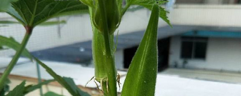 秋葵是什么植物，秋葵植物长什么样子