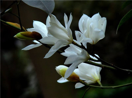 阔瓣含笑花朵