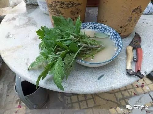 菊花很容易扦插，现在扦插成功率很高。选择未曾育蕾开花的健康嫩枝，只保留顶端的2、3片叶子，其他的全部去除。