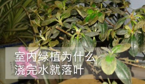 室内绿植为什么浇完水就落叶