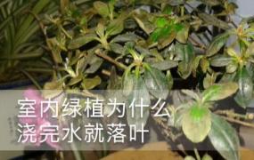 室内绿植为什么浇完水就落叶