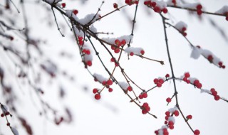 小雪节气是什么意思 小雪节气的释义