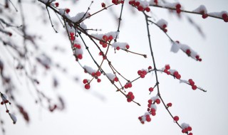 小雪节气的人生寓意 小雪节气是什么意思