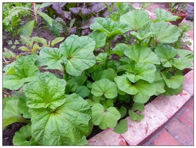 孕妇吃哪些野菜好（农村常见的这9种野菜）