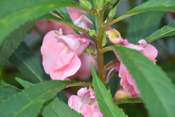 凤仙花叶子卷曲怎么办