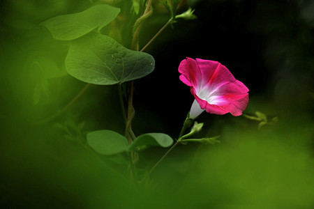 居室宜养吸毒能力强的花卉