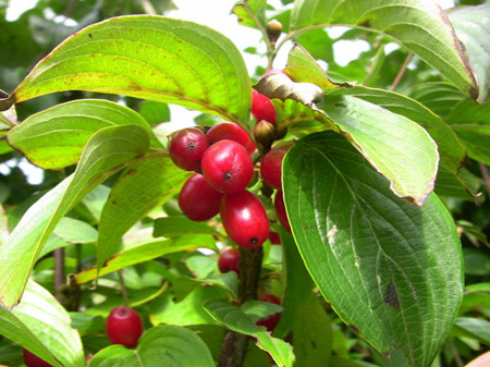 山茱萸和木撩尺蠖（造桥虫）