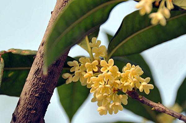 桂花的虫害防治