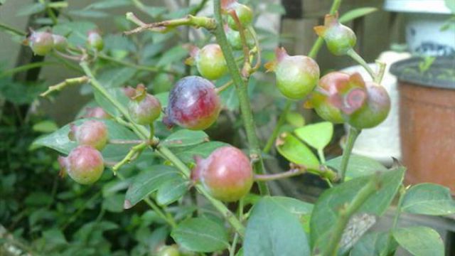 阳台蓝莓的种植方法