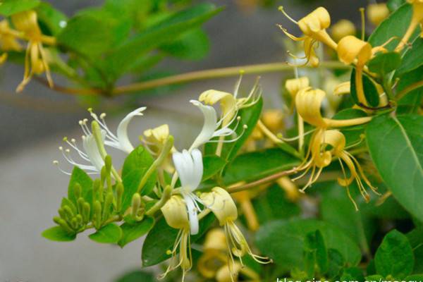 金银花与断肠草的区别