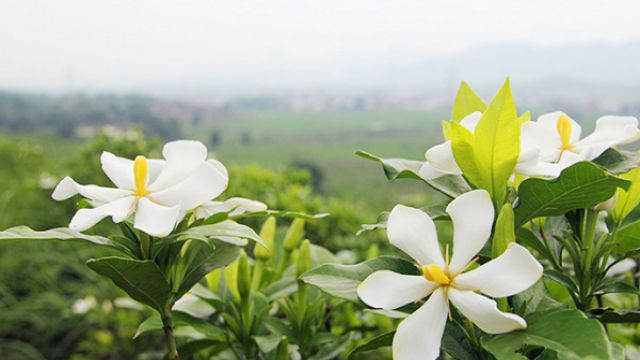 栀子花为什么只长叶子不开花