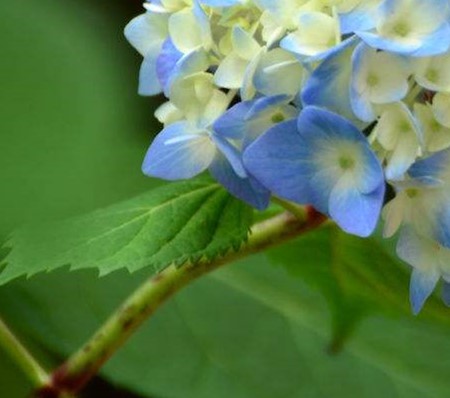 绣球花植株