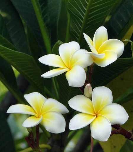 鸡蛋花植株