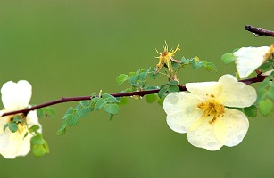 棠棣花开花