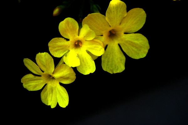 迎春花花语和文化传说